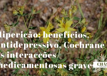 hipericão benefícios — flores amarelas de Hypericum perforatum planta antidepressiva com monografia EMA