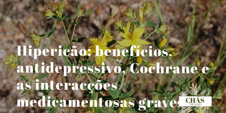 hipericão benefícios — flores amarelas de Hypericum perforatum planta antidepressiva com monografia EMA