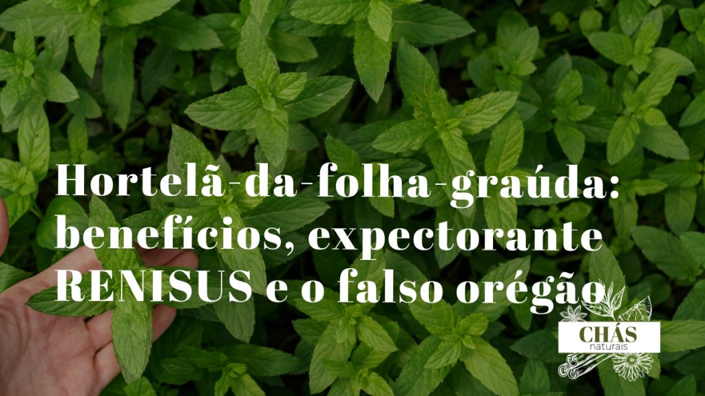 hortelã-da-folha-graúda benefícios — folhas grandes e aveludadas de Plectranthus amboinicus erva aromática do Nordeste