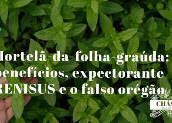 hortelã-da-folha-graúda benefícios — folhas grandes e aveludadas de Plectranthus amboinicus erva aromática do Nordeste