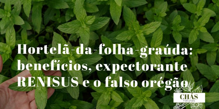 hortelã-da-folha-graúda benefícios — folhas grandes e aveludadas de Plectranthus amboinicus erva aromática do Nordeste
