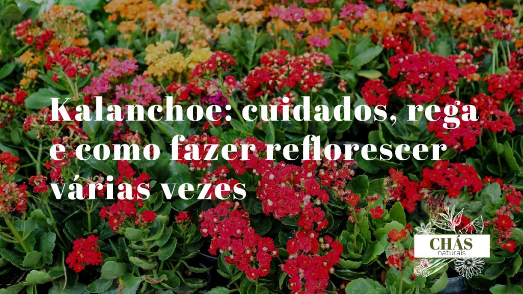 kalanchoe cuidados — kalanchoe blossfeldiana em flor com cachos de flores vermelhas vibrantes