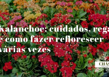 kalanchoe cuidados — kalanchoe blossfeldiana em flor com cachos de flores vermelhas vibrantes