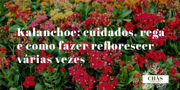 kalanchoe cuidados — kalanchoe blossfeldiana em flor com cachos de flores vermelhas vibrantes