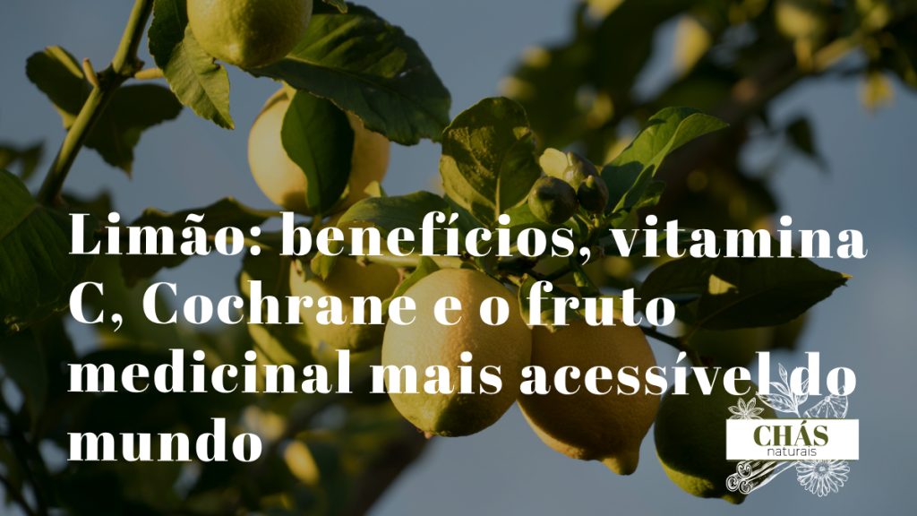 limão benefícios — limões amarelos frescos Citrus limon cortados com polpa e casca ricas em vitamina C