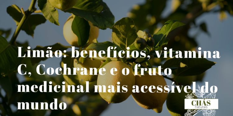 limão benefícios — limões amarelos frescos Citrus limon cortados com polpa e casca ricas em vitamina C