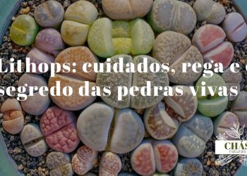 Lithops — cuidados, rega e ciclo das pedras vivas