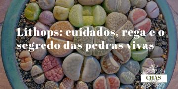 Lithops — cuidados, rega e ciclo das pedras vivas