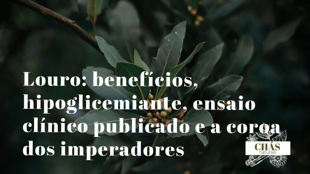 louro benefícios — folhas verdes de Laurus nobilis árvore mediterrânica símbolo de vitória