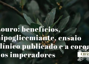 louro benefícios — folhas verdes de Laurus nobilis árvore mediterrânica símbolo de vitória