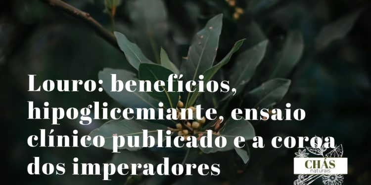 louro benefícios — folhas verdes de Laurus nobilis árvore mediterrânica símbolo de vitória