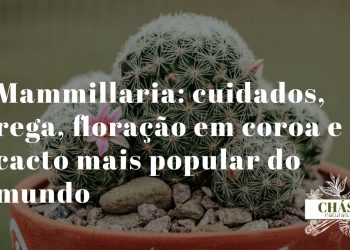 mammillaria cuidados — mammillaria hahniana com pelos brancos sedosos e coroa de flores rosa-magenta em vaso de terracota