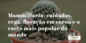 mammillaria cuidados — mammillaria hahniana com pelos brancos sedosos e coroa de flores rosa-magenta em vaso de terracota