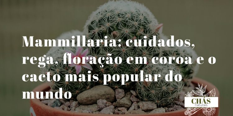 mammillaria cuidados — mammillaria hahniana com pelos brancos sedosos e coroa de flores rosa-magenta em vaso de terracota