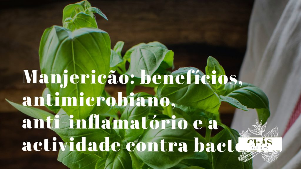 manjericão benefícios — folhas frescas de Ocimum basilicum manjericão genovês erva aromática mediterrânica