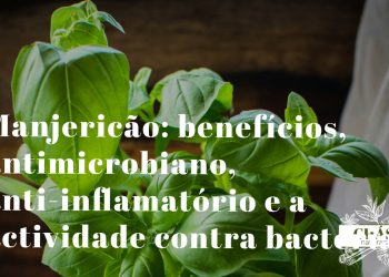 manjericão benefícios — folhas frescas de Ocimum basilicum manjericão genovês erva aromática mediterrânica