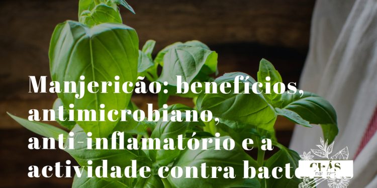 manjericão benefícios — folhas frescas de Ocimum basilicum manjericão genovês erva aromática mediterrânica