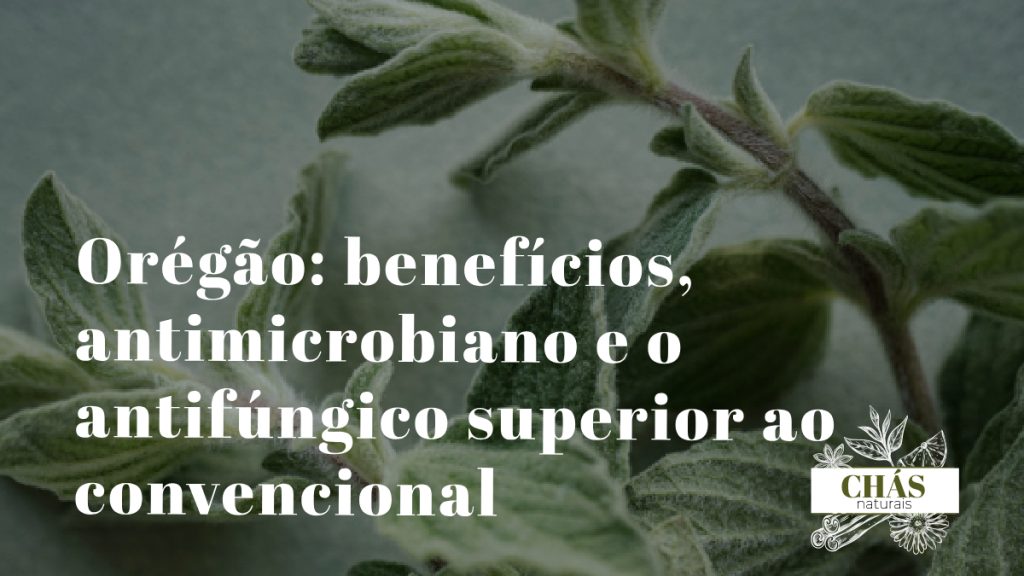 orégão benefícios — ramos floridos de Origanum vulgare erva aromática mediterrânica