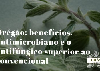 orégão benefícios — ramos floridos de Origanum vulgare erva aromática mediterrânica