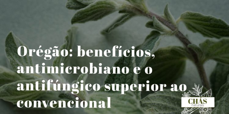 orégão benefícios — ramos floridos de Origanum vulgare erva aromática mediterrânica