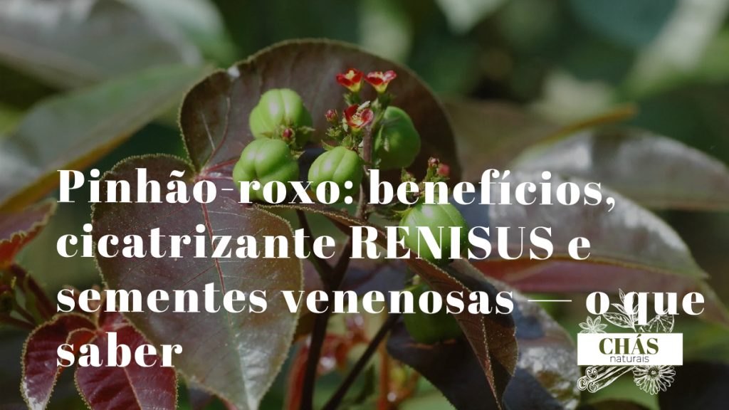 pinhão-roxo benefícios — flores vermelhas e frutos de Jatropha gossypifolia arbusto ornamental do Nordeste