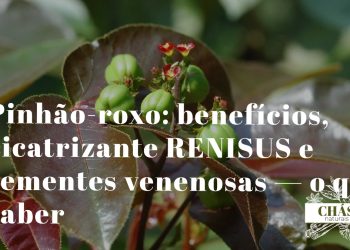 pinhão-roxo benefícios — flores vermelhas e frutos de Jatropha gossypifolia arbusto ornamental do Nordeste