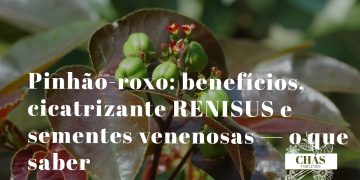 pinhão-roxo benefícios — flores vermelhas e frutos de Jatropha gossypifolia arbusto ornamental do Nordeste