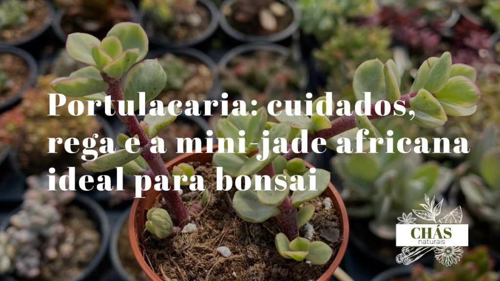 portulacaria cuidados — portulacaria afra em forma de bonsai com caules avermelhados lenhosos e folhas verdes pequenas
