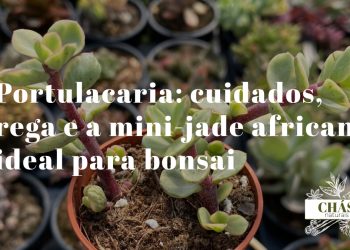 portulacaria cuidados — portulacaria afra em forma de bonsai com caules avermelhados lenhosos e folhas verdes pequenas
