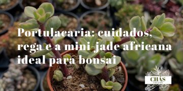 portulacaria cuidados — portulacaria afra em forma de bonsai com caules avermelhados lenhosos e folhas verdes pequenas