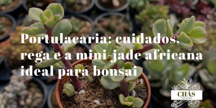 portulacaria cuidados — portulacaria afra em forma de bonsai com caules avermelhados lenhosos e folhas verdes pequenas