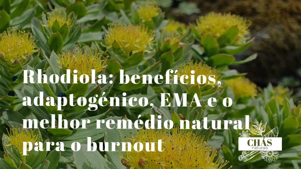 rhodiola benefícios — flores cor-de-rosa de Rhodiola rosea planta adaptogénica ártica com monografia EMA