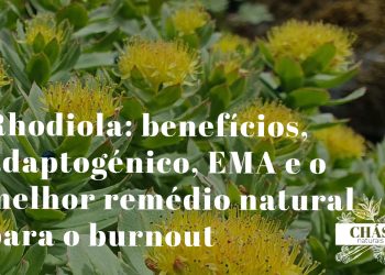 rhodiola benefícios — flores cor-de-rosa de Rhodiola rosea planta adaptogénica ártica com monografia EMA