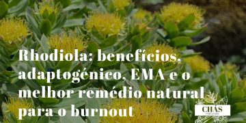 rhodiola benefícios — flores cor-de-rosa de Rhodiola rosea planta adaptogénica ártica com monografia EMA