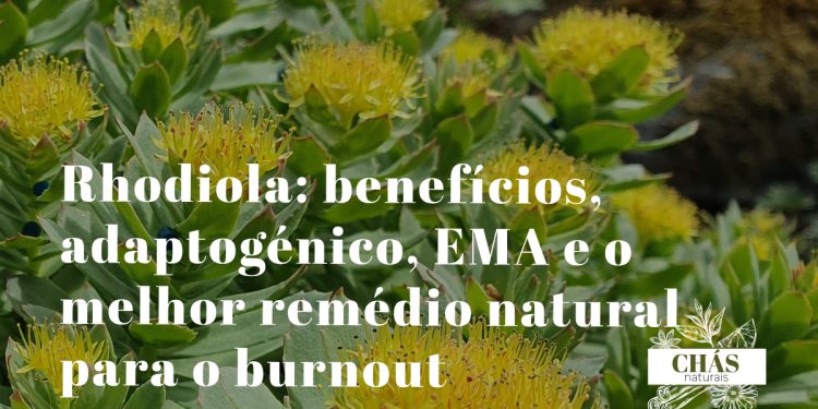 rhodiola benefícios — flores cor-de-rosa de Rhodiola rosea planta adaptogénica ártica com monografia EMA
