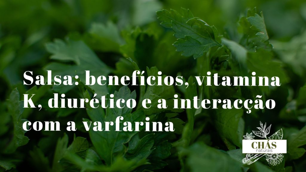 salsa benefícios — ramos frescos de Petroselinum crispum salsa lisa erva aromática portuguesa