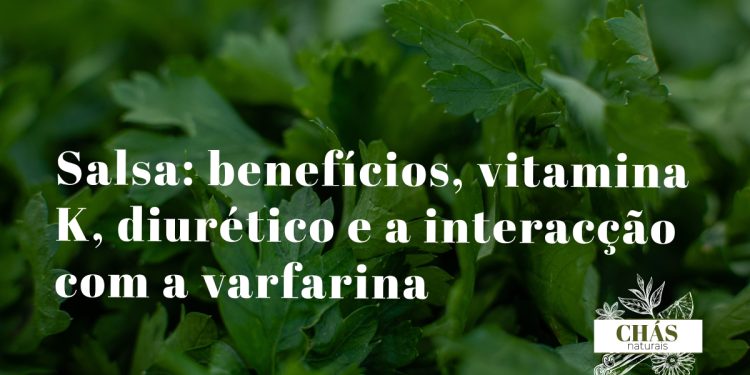 salsa benefícios — ramos frescos de Petroselinum crispum salsa lisa erva aromática portuguesa
