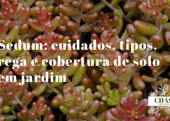 sedum cuidados — tapete de sedum spurium rasteiro com folhas avermelhadas cobrindo solo de jardim rochoso