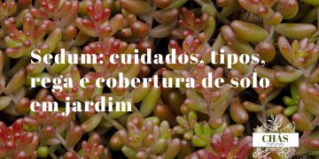 sedum cuidados — tapete de sedum spurium rasteiro com folhas avermelhadas cobrindo solo de jardim rochoso