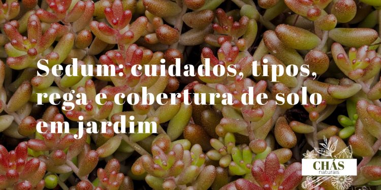 sedum cuidados — tapete de sedum spurium rasteiro com folhas avermelhadas cobrindo solo de jardim rochoso