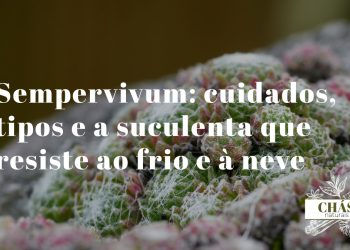 sempervivum cuidados — colónia de rosetas de sempervivum tectorum com bordas avermelhadas em jardim de pedras exterior