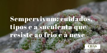 sempervivum cuidados — colónia de rosetas de sempervivum tectorum com bordas avermelhadas em jardim de pedras exterior