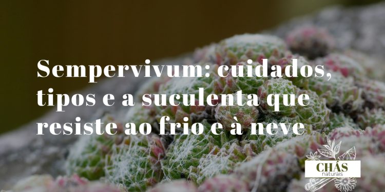 sempervivum cuidados — colónia de rosetas de sempervivum tectorum com bordas avermelhadas em jardim de pedras exterior
