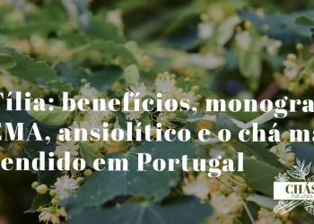 tília benefícios — flores e brácteas perfumadas de Tilia cordata árvore ansiolítica com monografia EMA