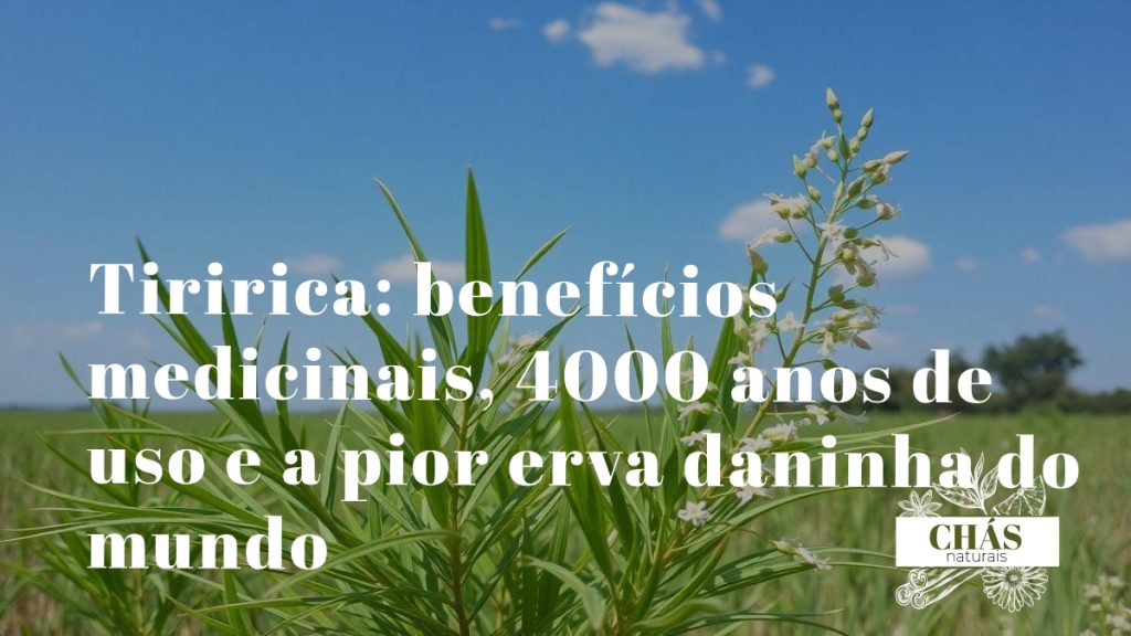 tiririca benefícios — rizomas e folhas de Cyperus rotundus erva daninha com uso medicinal milenar