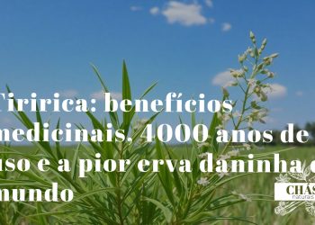 tiririca benefícios — rizomas e folhas de Cyperus rotundus erva daninha com uso medicinal milenar