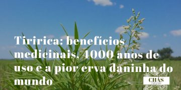 tiririca benefícios — rizomas e folhas de Cyperus rotundus erva daninha com uso medicinal milenar