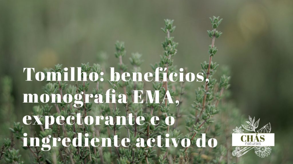 tomilho benefícios — ramos floridos de Thymus vulgaris erva aromática mediterrânica com flores lilás