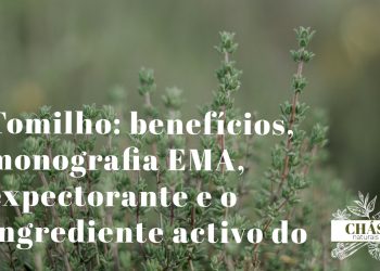 tomilho benefícios — ramos floridos de Thymus vulgaris erva aromática mediterrânica com flores lilás