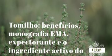 tomilho benefícios — ramos floridos de Thymus vulgaris erva aromática mediterrânica com flores lilás